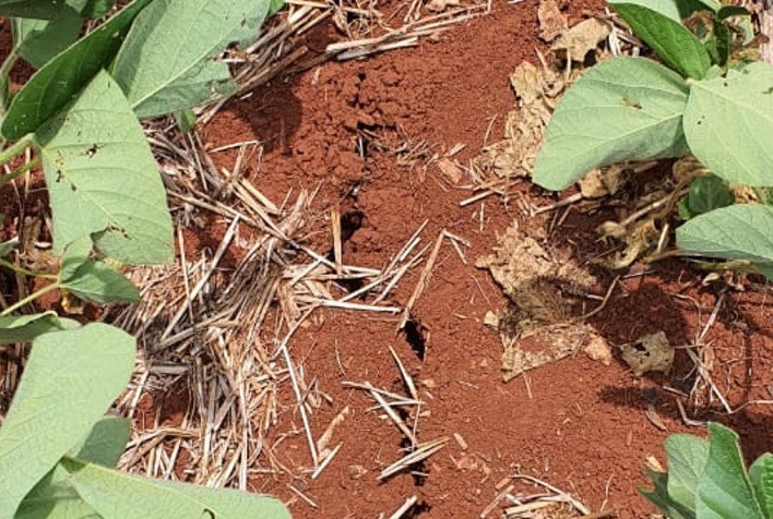 Produtores devem agilizar laudos de perdas por causa da estiagem