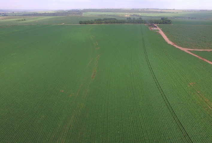 Principais doenças e pragas da soja estarão no foco de campos demonstrativos da Sipcam Nichino Brasil