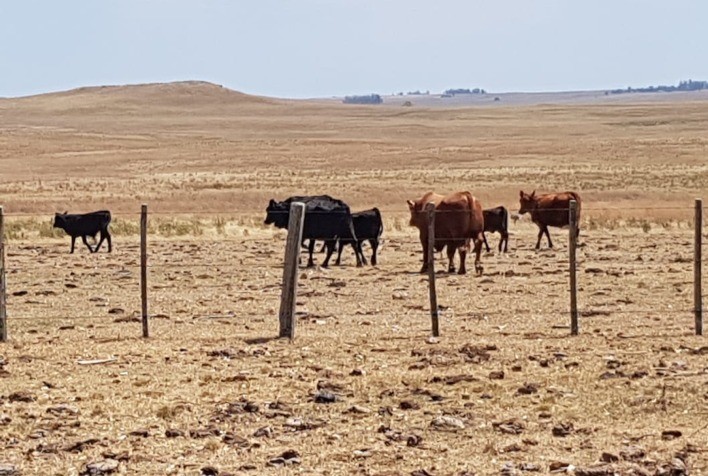 Rebanho sofre com perda de peso devido à estiagem no Rio Grande do Sul