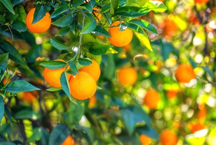 Produção de laranja em declínio na Europa