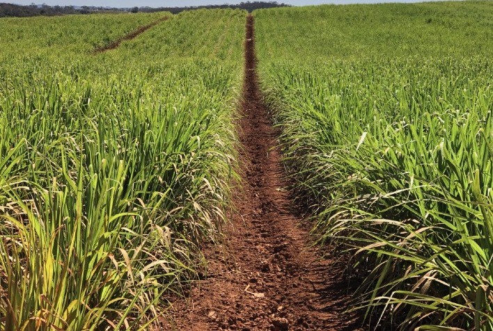 Unica descarta início precoce da safra de cana 2022/23 no Brasil