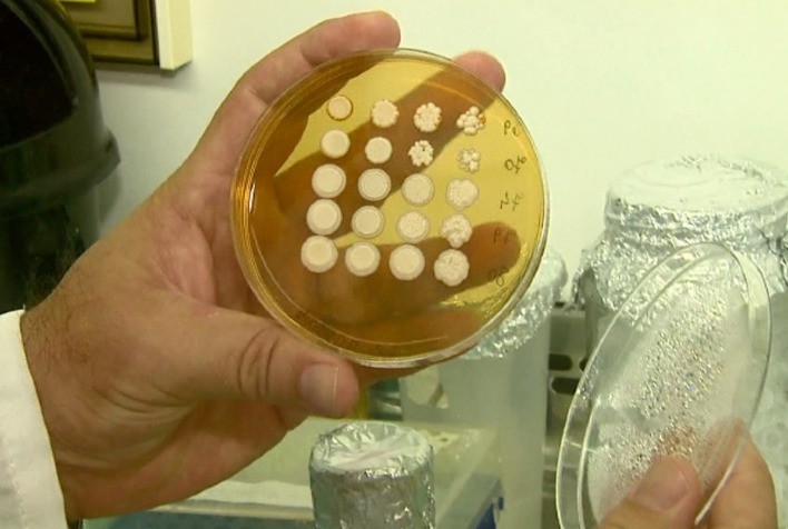 Ministério da Agricultura libera novo fungicida microbiológico da Rizobacter