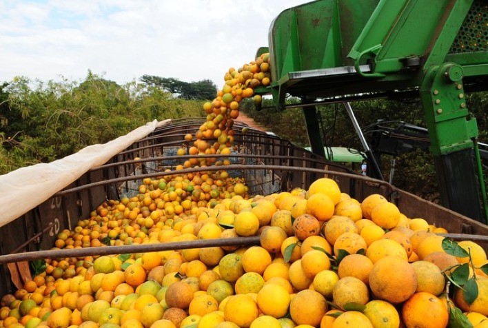 Egito continuará sendo o maior exportador mundial de laranja fresca