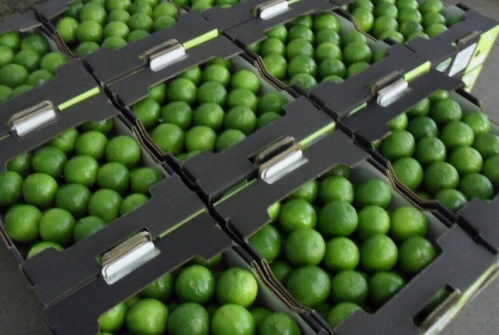 Chile abre mercado para a lima ácida brasileira