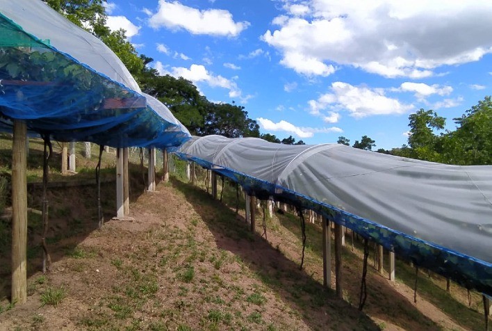 30ª edição da Festa da Uva e da Ameixa de Porto Alegre