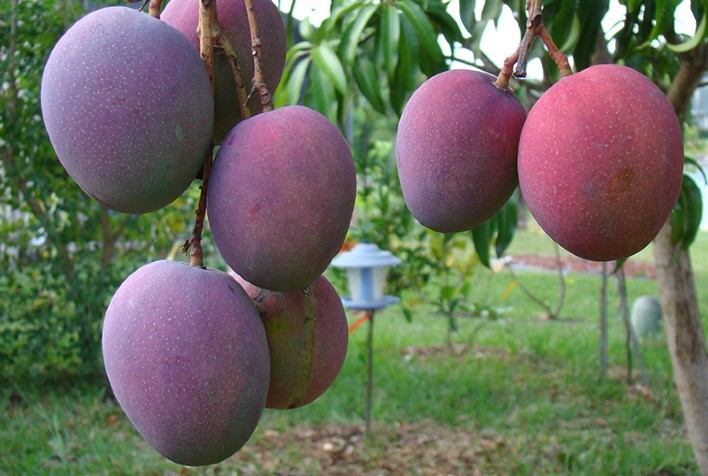 Cultivo comercial da manga é o tema de palestra da Capacitação em Fruticultura Tropical