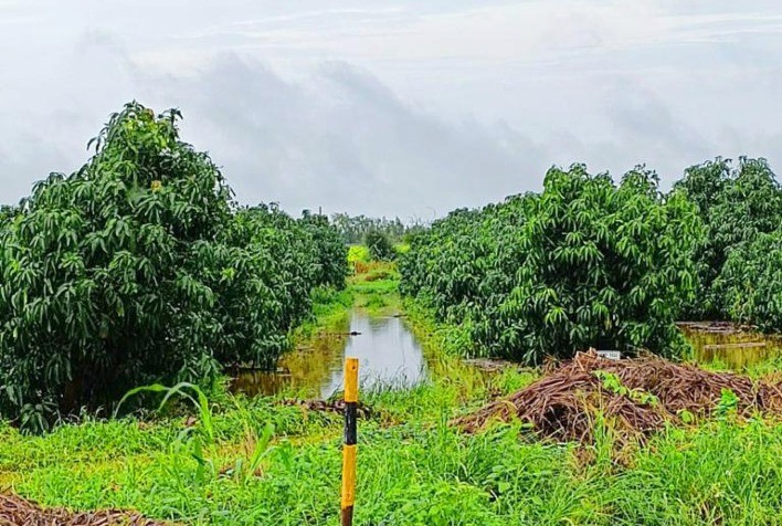 Produtores de frutas de Petrolina já amargam perdas de mais de R$ 60 milhões