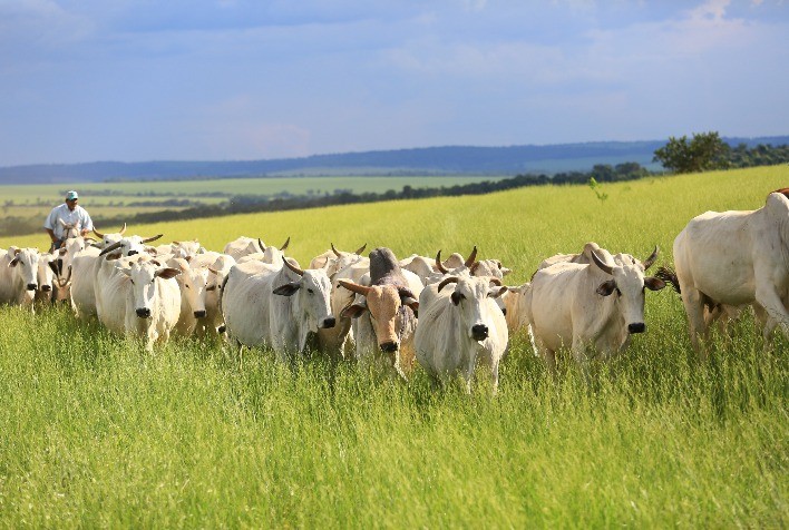 Planejamento nutricional nas águas garante boa recuperação das vacas e índices zootécnicos mais eficientes na estação de monta
