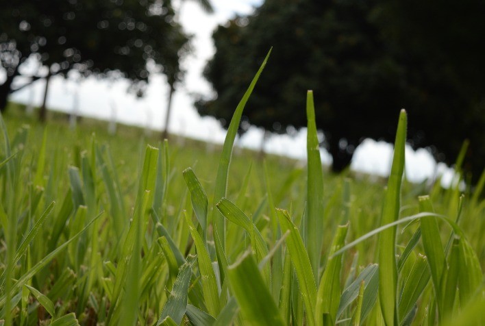 Qual a melhor forrageira para atingir mais produtividade em uma área menor na sua fazenda?