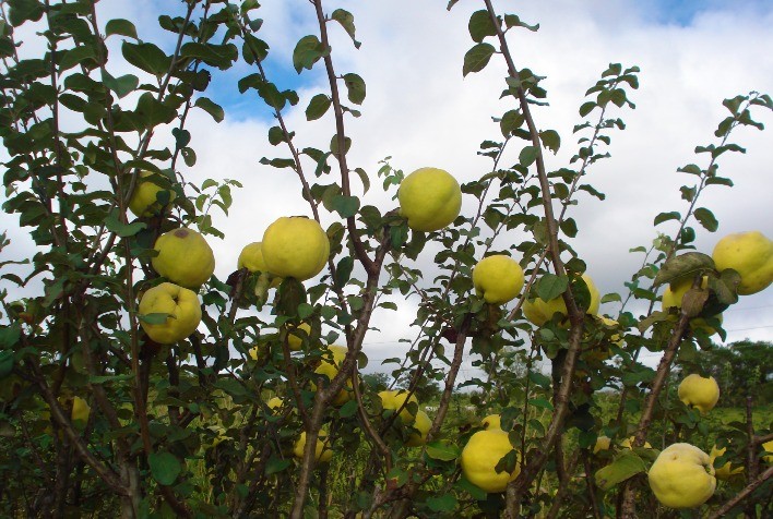 Minas Gerais quer retomar a produção de marmelo