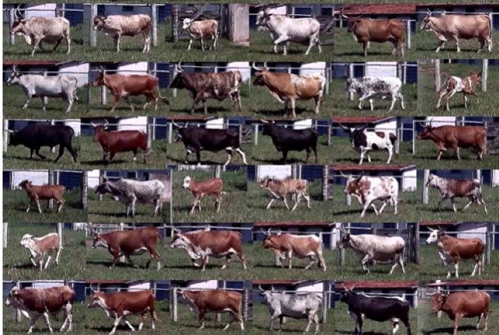 Pesquisa que permite a identificação de animais por meio de imagens recebe diversas premiações