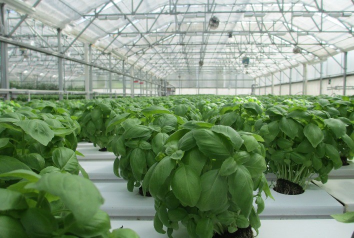 Novos filmes para estufas garantem alta performance o ano inteiro