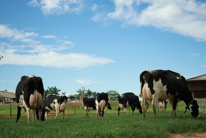 Projeto ampliará acesso à inseminação artificial para produtores de leite