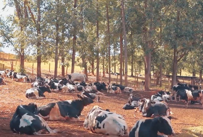 Fazenda em Lagoa Formosa (MG) otimiza produção de leite com ajuda da tecnologia de monitoramento