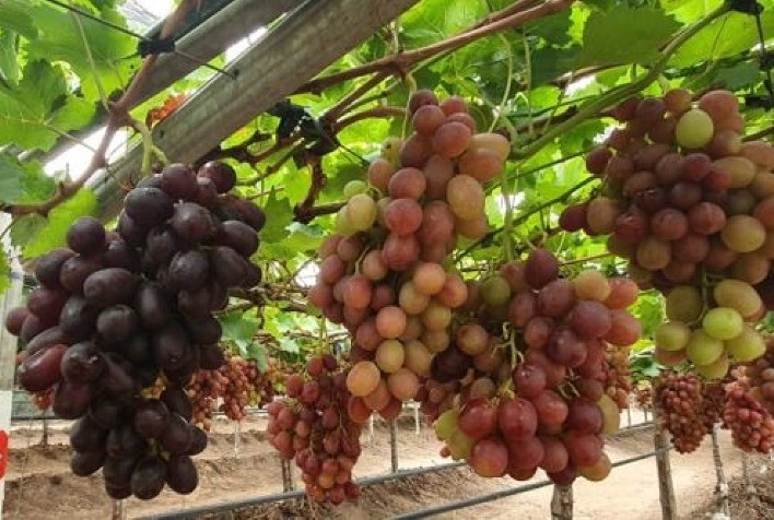 O que são os BioRacionais, soluções que a Sumitomo Chemical traz para o mercado agrícola?