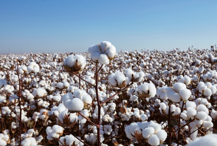 Preço do algodão em Mato Grosso sobe 3,8%