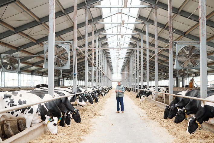 Rumi: um novo passo na pecuária leiteira