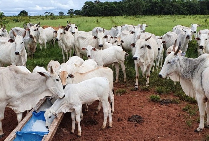 Deficiência nutricional das pastagens exige suplementação na dieta dos bovinos