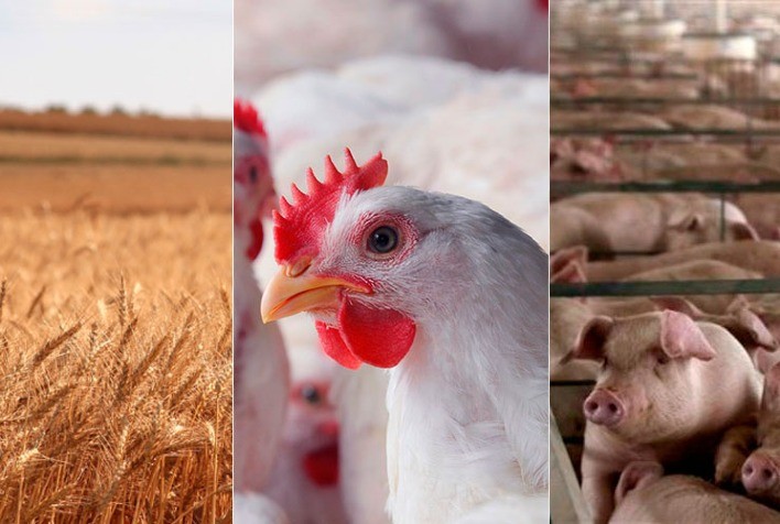 Santa Catarina fecha 2021 com saldo positivo na produção de trigo, frango e suínos