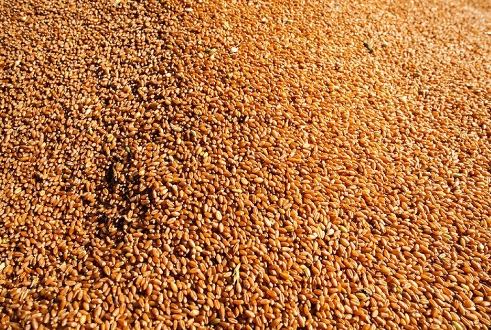 UE eleva previsão de estoques de trigo diante de aumento da importação