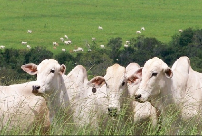 PECUÁRIA: Diferencial de base entre Mato Grosso e São Paulo encurta em 2021