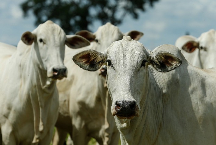 Vem aí o leilão Nelore BRGN da Embrapa 2022