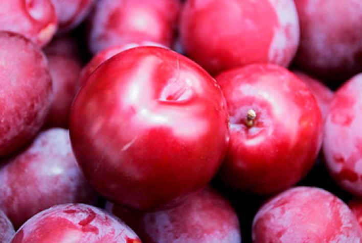 SC é o segundo maior produtor de ameixa do Brasil