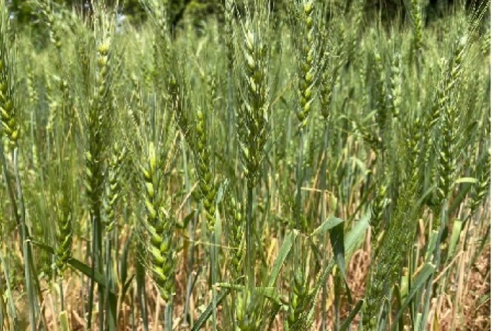 Trigo no Cerrado de Roraima tem seu potencial demonstrado pela primeira vez na Embrapa Roraima