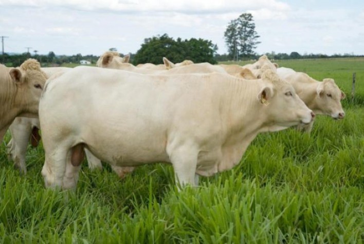 Embrapa abre inscrições para curso em pecuária de corte