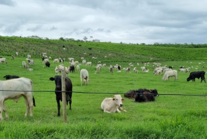 Irrigue o pasto, colha muito mais picanhas