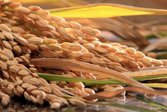 Arroz é alternativa viável para reduzir custos de produção de suínos e aves
