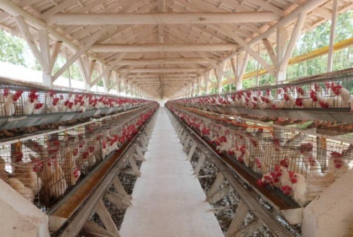 Aves de postura: conheça quatro pilares que influenciam na produtividade das granjas