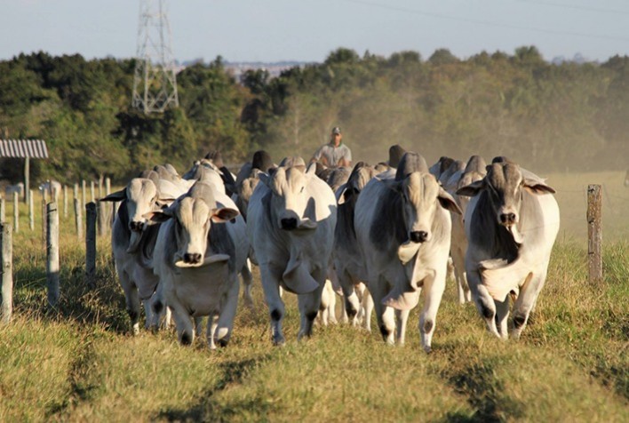 Boi gordo: cotações estáveis em São Paulo