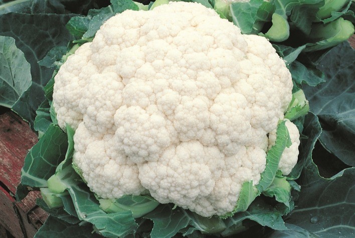 Couve-flor Alpina garante mais segurança no plantio em tempos de intensa variação climática