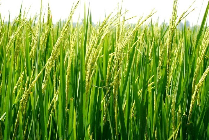 BASF lança Sistema de Arroz Provisia™ no Brasil