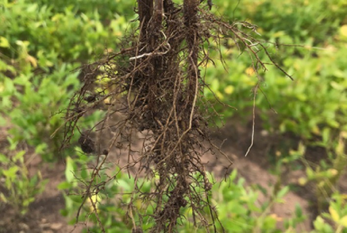 PESQUISA: Estudos ajudam classe produtora a mitigar os riscos com nematoides