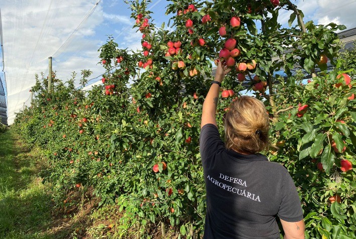 Secretaria da Agricultura faz auditoria em pomares de maçã para exportação à Colômbia