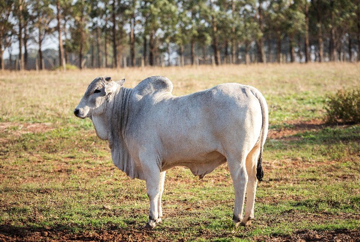 Boi gordo: preço do boi gordo estável há 24 dias corridos em São Paulo