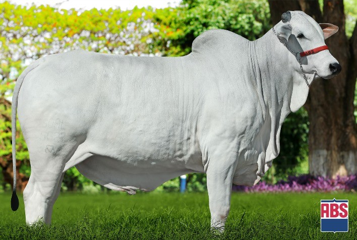 Novo sumário da ACNP revela melhores opções de genética Nelore