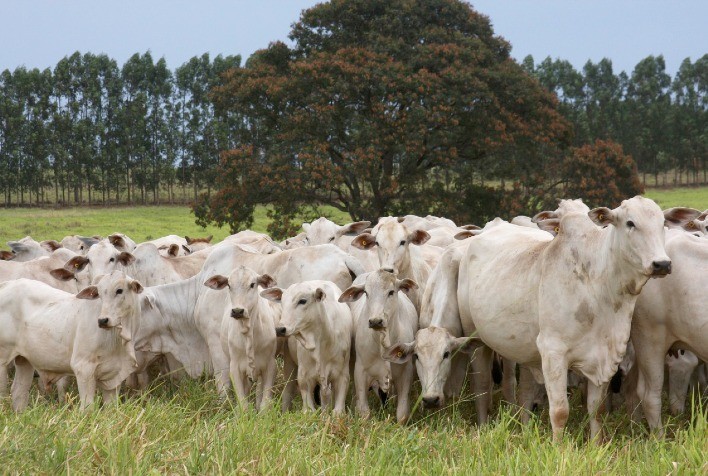 ANCP apresenta ao mercado quatro novos índices bioeconômicos