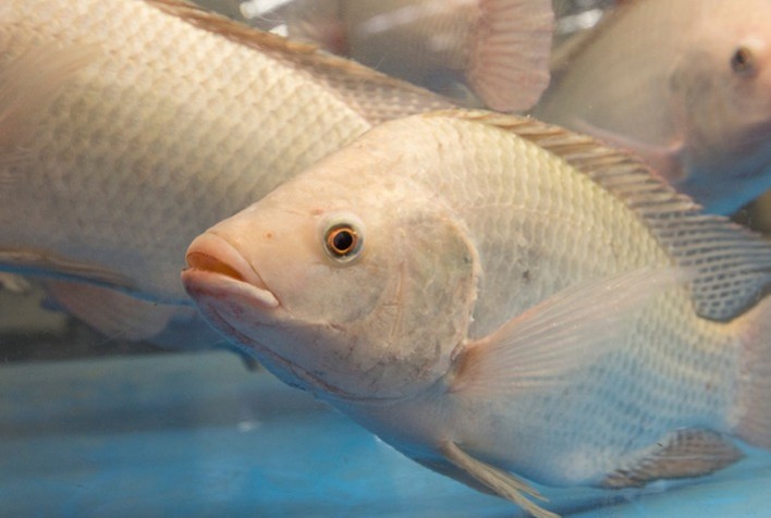 Pesquisa desenvolve peixe sem espinhas