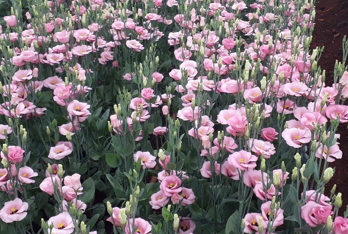 Lisianthus sem pólen chega para revolucionar o mercado de flores