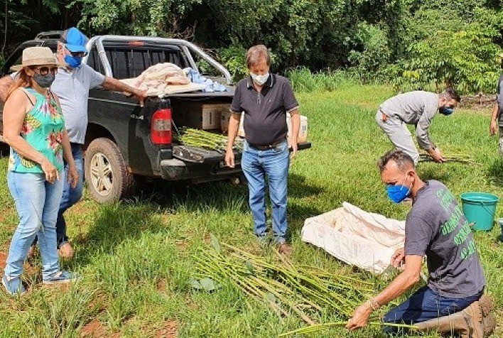 Mudas de clones de seringueira selecionados pela Embrapa estarão disponíveis aos produtores em 2022
