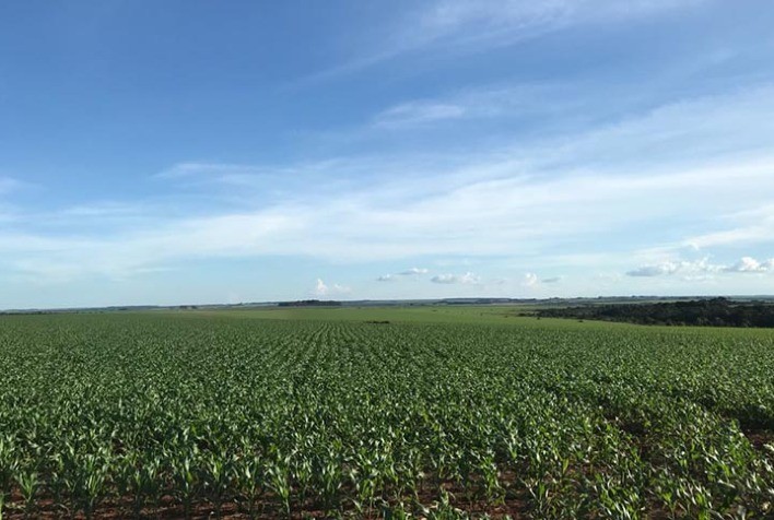 Plantio do milho no MS está abaixo da média dos últimos 5 anos, mas bem a frente da safra passada