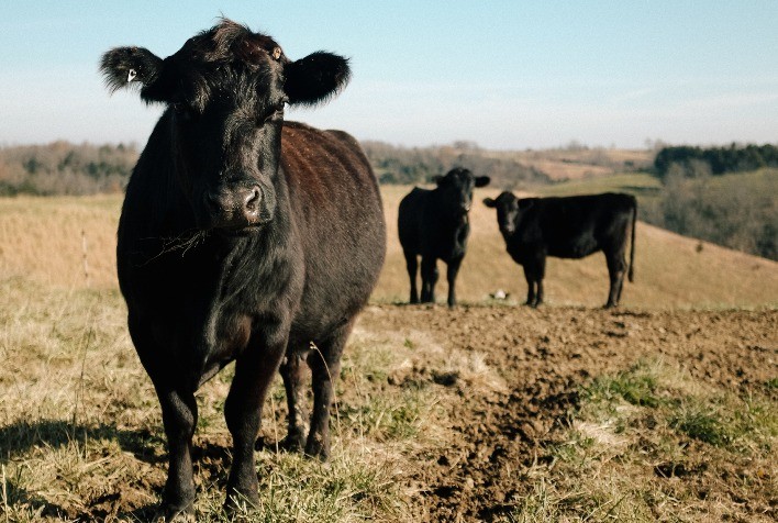 Temperaturas altas e umidade representam o ambiente perfeito para carrapatos, que causam prejuízo bilionário à pecuária