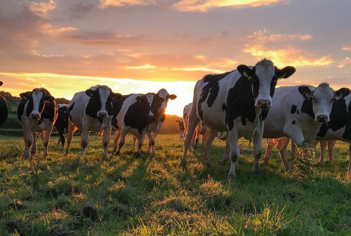Semex Brasil faz ação de vendas de sêmen para gado de corte e leite com preços e condições especiais