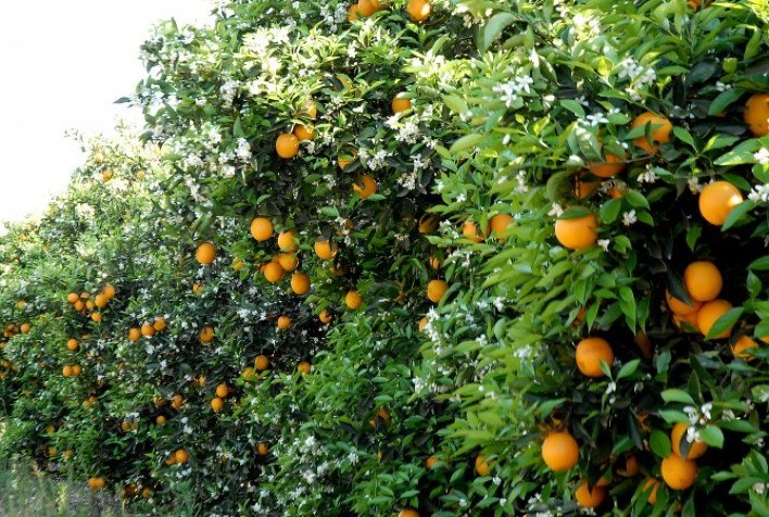 Projeto Citrus SP Sustentável avança e conclui o primeiro módulo de capacitação continuada de técnicos da Defesa e Extensão Rural