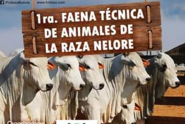 Circuito Nelore de Qualidade 2022 inicia com etapa internacional na Bolívia