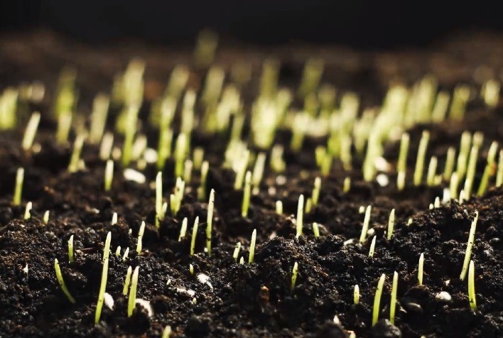 Complexo nutricional de base orgânica é o mais novo aliado dos agricultores