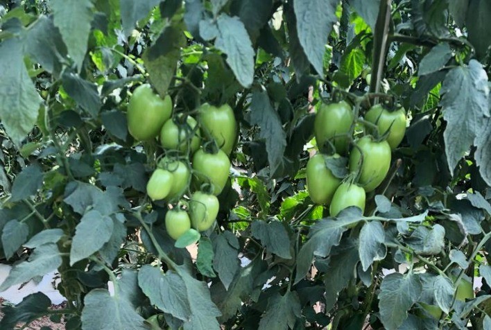 Traça-do-tomateiro: Recém-lançado, inseticida supera expectativa de comercialização no País